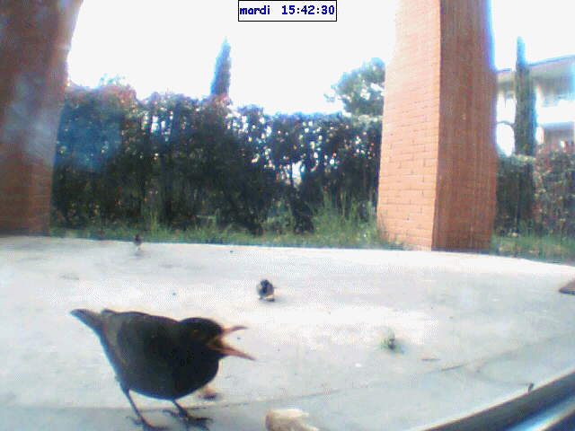 piaf